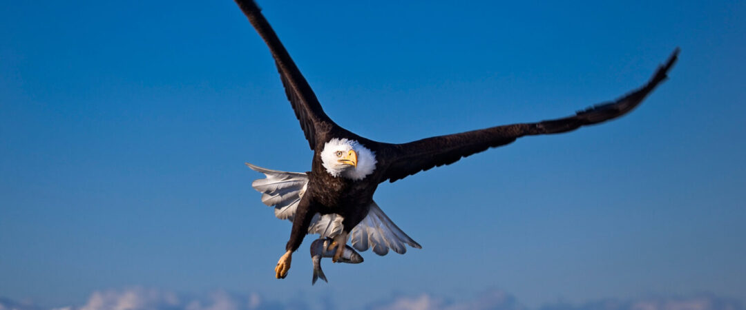 On the Wings of the Wind, eagle pic Article image