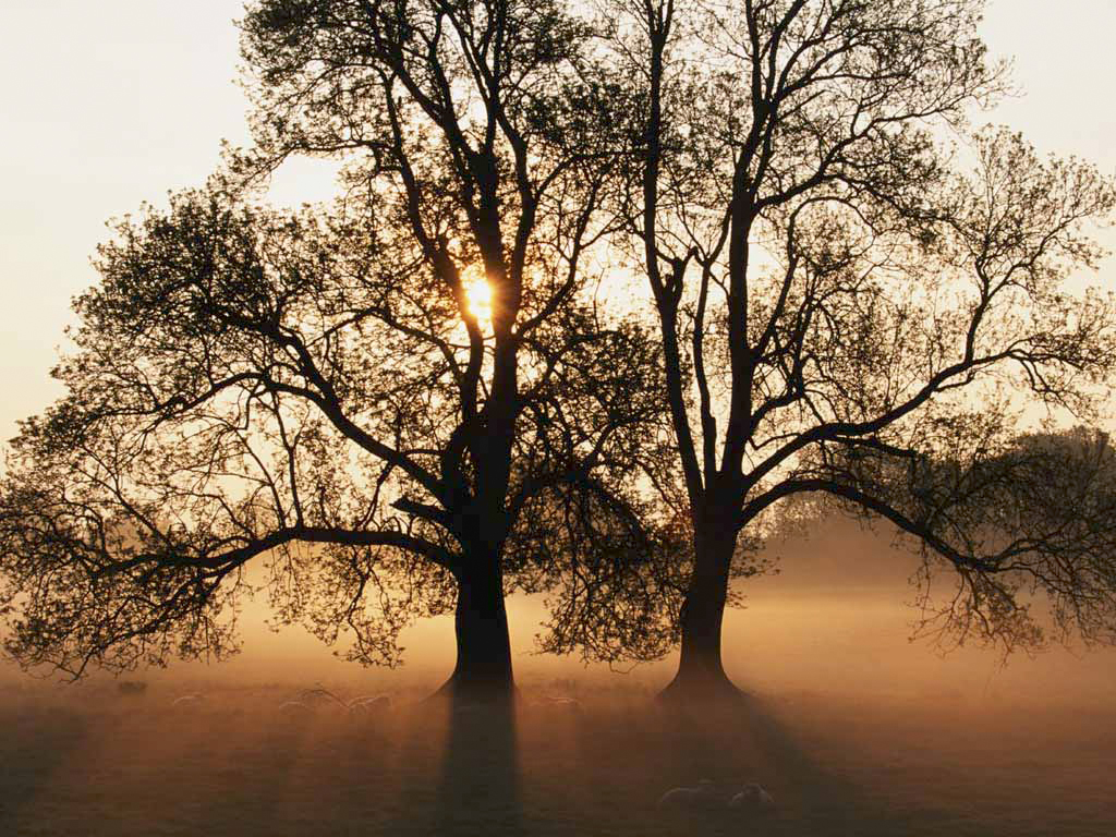 Mysterious Tree image with sun and shadows